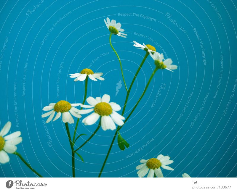 daisy kamill Summer Nature Plant Spring Flower Thin Fresh Cute Blue Yellow Green White Contentment Ease Chamomile Easy Fine Graceful Medicinal plant