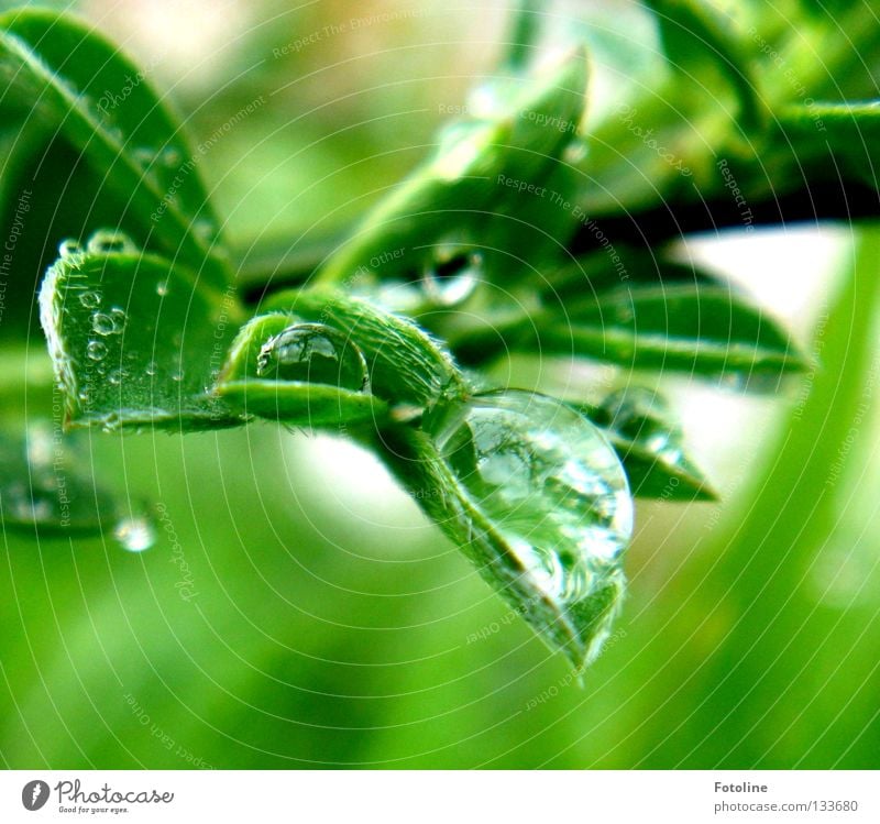 After the rain drops of water are held by a leaf spring already Plant green Clouds Rain Sun Drops of water Sky To fall Flying Water Wet flaked