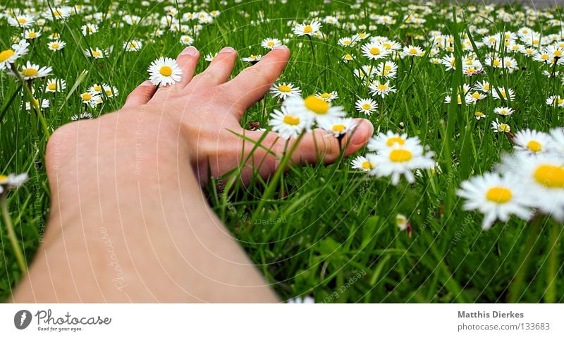 grand Summer Spring May April Beautiful weather Meadow Grass Green Daisy Flower Flower meadow Hand Fingers Wide angle Relaxation Closing time Weekend