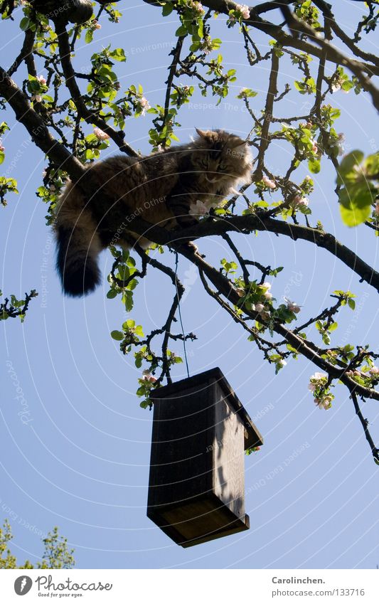 Robbers. Hunting Summer Tree Cat Bird Fight Bright Blue Thief Mammal bird box Exterior shot Free-living Prowl