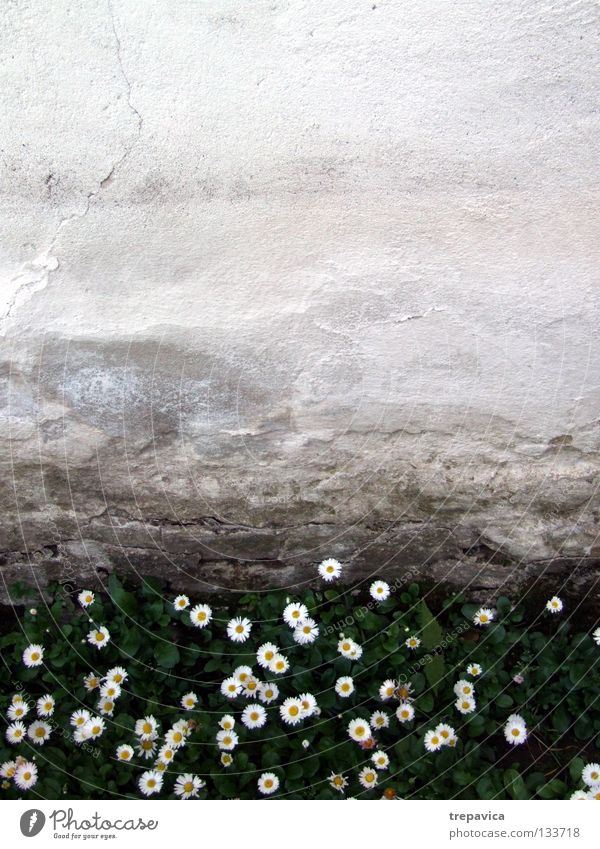 bleed Wall (building) Flower Grass Wet Green White Yellow Spring Meadow Plant Summer May April Beautiful Background picture Sweet Small Wall (barrier) Damp Old