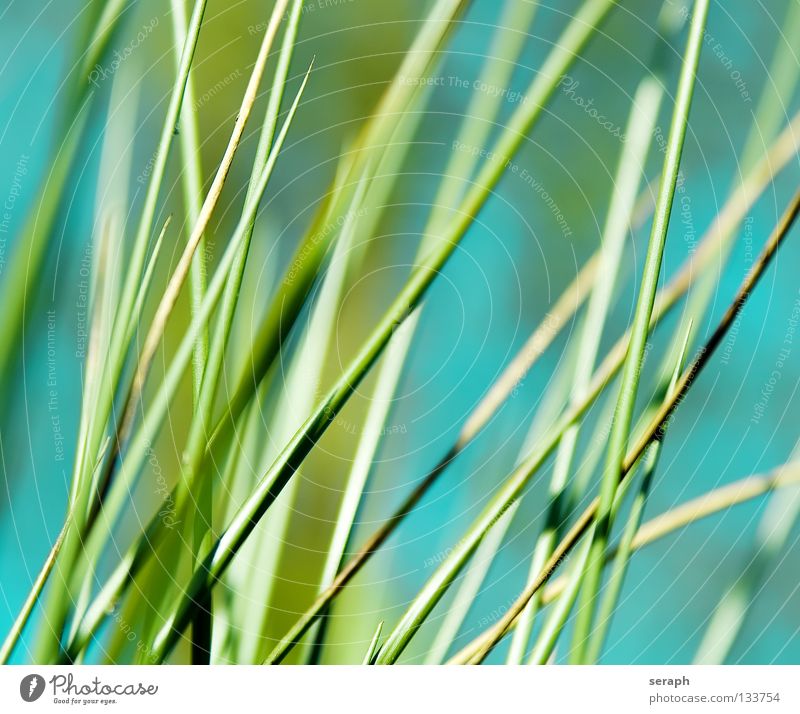 Cane Common Reed Reeds Habitat Juncus Blossom Blossoming Grass Blade of grass Plant Nature wag Environment Environmental protection Sweet grass Coast Lakeside