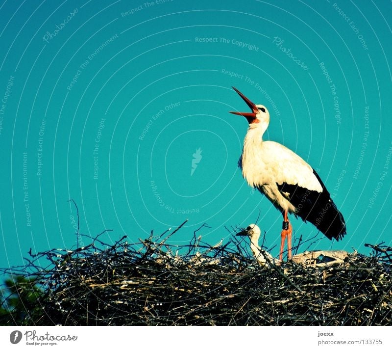 Hurry, hurry! The kid's hungry! To talk Bird's eggs Nest White Stork Feather Good luck charm Flap Offspring Beak Pregnant Eyrie Love announcement yell at Branch