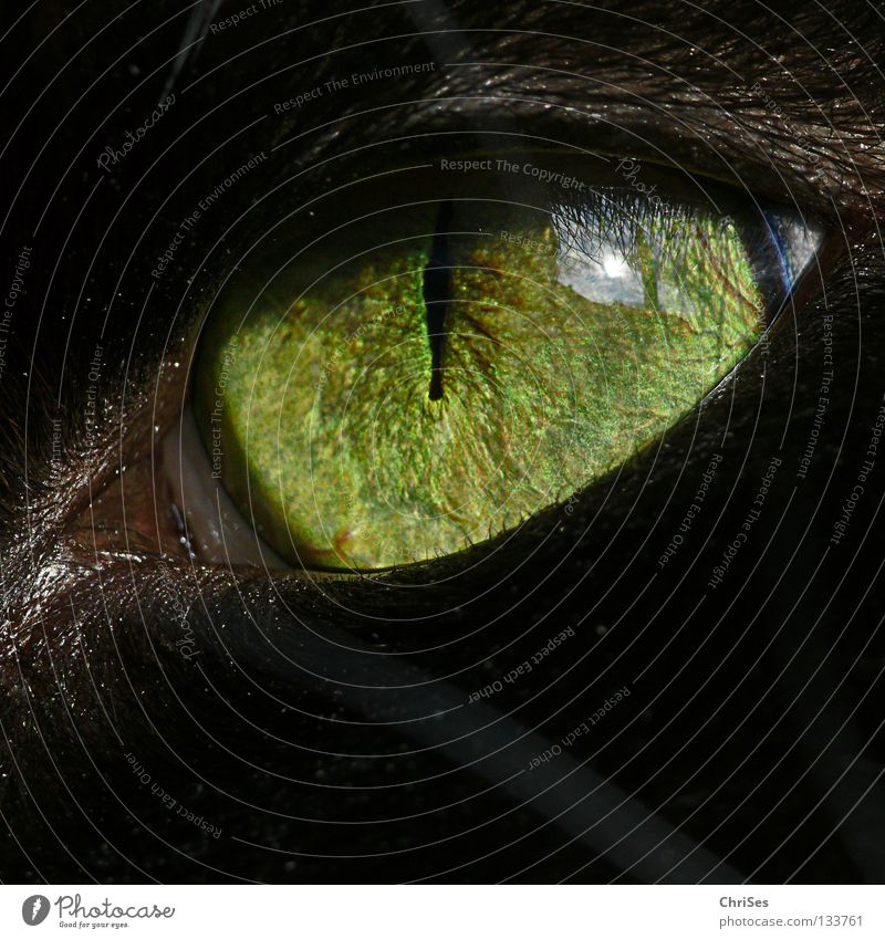 Cat's Eye Lamps .... Pupil Frontal Black Green Delicate Animal Macro (Extreme close-up) Close-up Mammal Beautiful Cat eyes Iris Looking Reflection