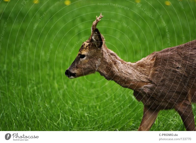 reh Roe deer Buck Even-toed ungulate Antlers Pelt Meadow Clearing Deerstalking Timidity Fear Hunter Stalking Mammal Feeble Capreolus capreolus