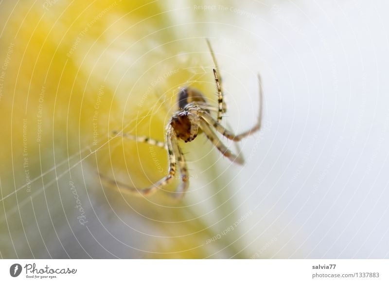 Hopeful Environment Nature Plant Animal Autumn Blossom Spider autumn spider Spider's web Spider legs 1 Observe Touch Hang Wait Threat Disgust Small Astute Brown