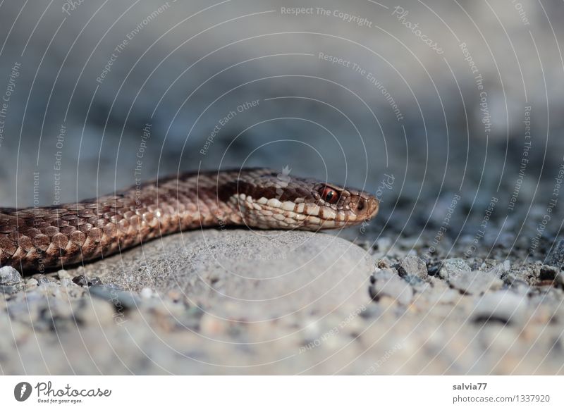 viper Environment Nature Animal Snake Adder Reptiles 1 Observe Threat Dark Exotic Astute Thin Brown Gray Scales Eyes Crawl Hunting Creep Dangerous
