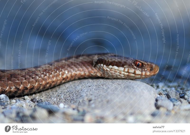 snake Environment Nature Animal Wild animal Snake Scales Adder Viper poisonous snake 1 Hunting Authentic Threat Dark Exotic Astute Thin Brown Gray Creep