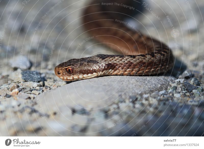 poisonous snake Environment Nature Animal Wild animal Snake Animal face Scales Adder Viper 1 Observe Movement Lateral fold lizards Crawl Hunting Pattern