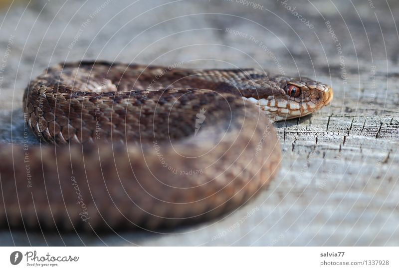 adder Nature Animal Wild animal Snake Scales Adder Reptiles 1 Observe Dark Disgust Exotic Brown Gray Bizarre Threat Environment Crawl poisonous snake Hunter