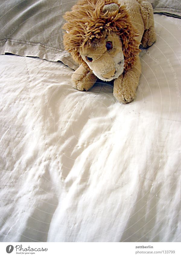 lion Lion Cuddly toy Toys Soft Mane Bed Duvet Cushion Leisure and hobbies Children's room day cover daytime lion king of the animals Copy Space bottom