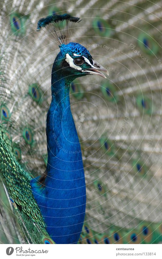 Peacock #1 Bird Animal Green Multicoloured China Asia Zoo Impressive Noble Boem Blue Distinctive Beautiful Boast