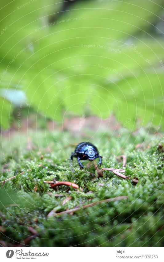 Karl is listening. Nature Plant Animal Moss Fern Forest Woodground Wild animal Beetle dung beetle 1 Crouch Crawl Glittering Small Green Black Curiosity