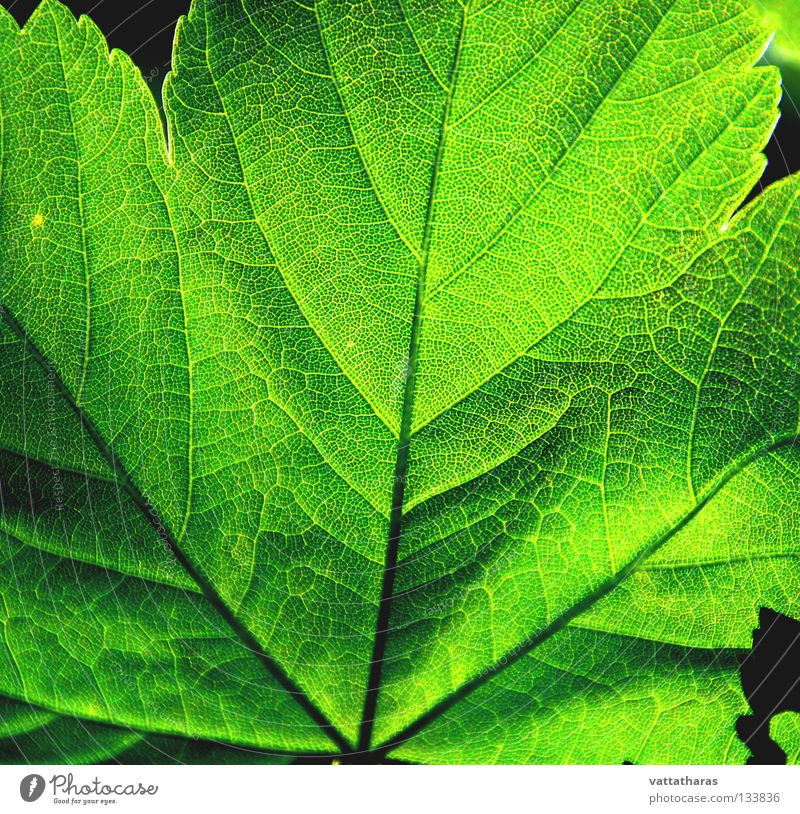 Green Leaf 1 Maple tree Nature Jump Macro (Extreme close-up) Close-up leaf colour light shade