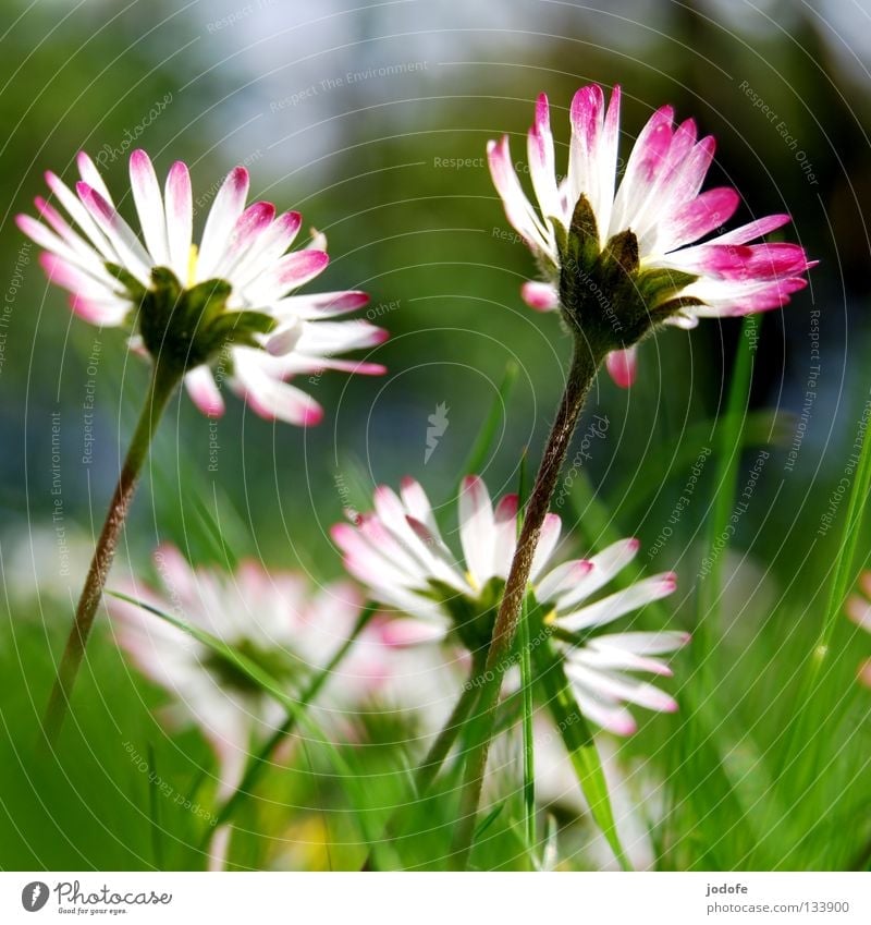 good morning sunshine Daisy Flower Blossom Grass Lighting Stand Blossoming Deploy White Pink Green Meadow Large Might Side by side 2 Together Spring Summer