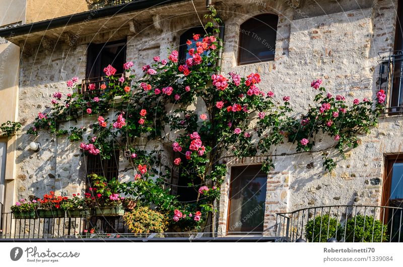 Balcony Roses colorful ancient apartment architecture balconies balcony beautiful building city decorated decoration design europe european exterior facade
