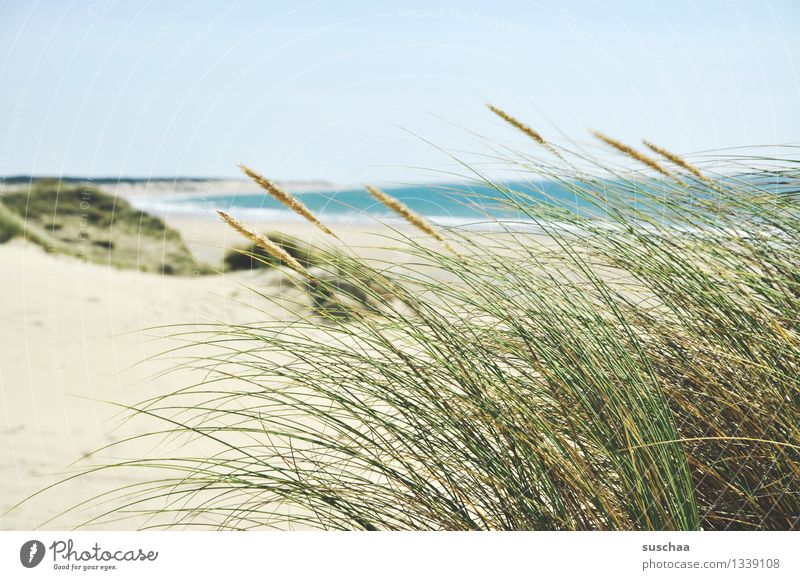 in the dunes .. Ocean Beach Sand Water Sky Sun Dune Grass Coast holiday paradise Vacation & Travel Summer Relaxation