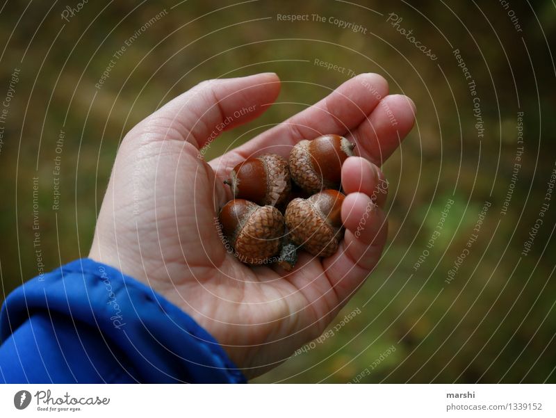 Four wishes Human being Hand 1 Nature Plant Autumn Moody Forest Seed head Acorn 4 Discovery Collection Hiking Colour photo Exterior shot Close-up Detail