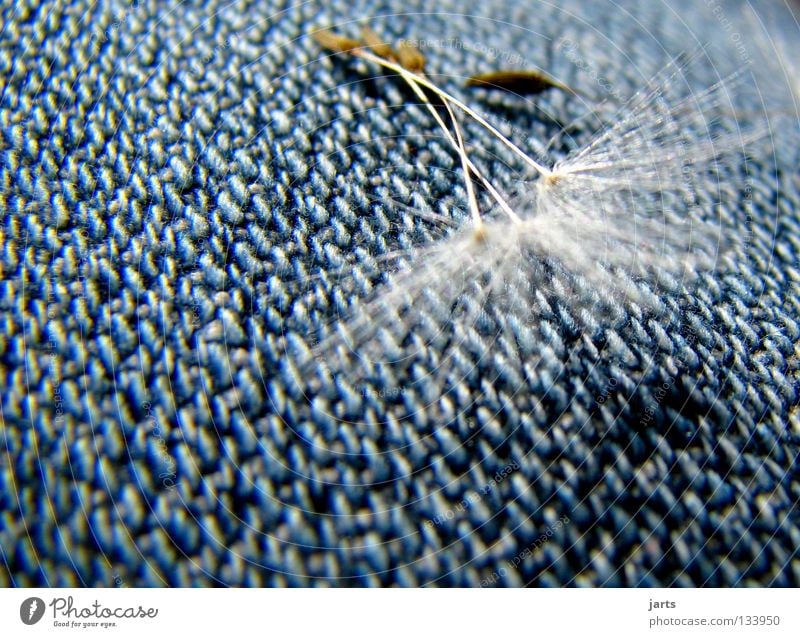 my jeans Dandelion Soft Summer Calm Harmonious Transience Clothing Jeans Blue Relaxation jarts