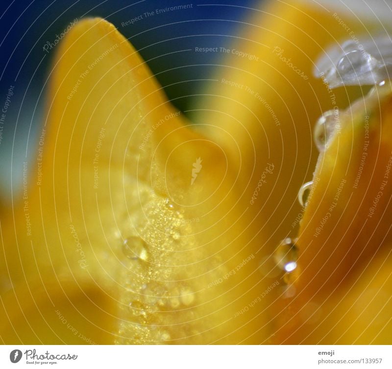 fresh Fresh Rain Drops of water Yellow Easy Flexible Weightlessness Hover Blur Flower Macro (Extreme close-up) Near Retroring Beaded Soft Delicate Fine Curve