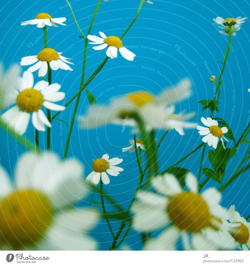 camomile Harmonious Well-being Summer Nature Plant Air Spring Flower Fresh Many Blue Yellow Green White Movement Chamomile Easy Fine Graceful Multiple