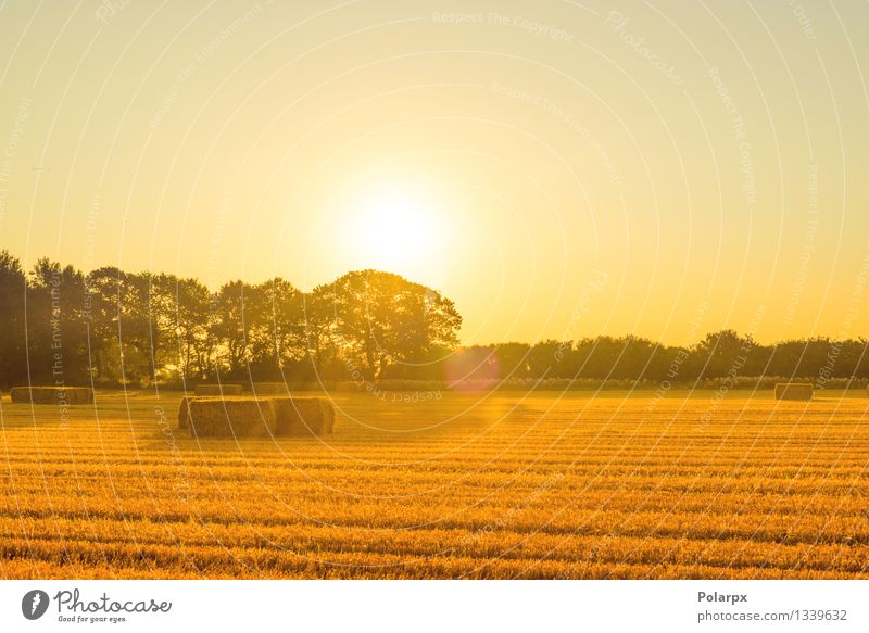 Straw bales in the sunrise Beautiful Summer Industry Environment Nature Landscape Plant Sky Autumn Grass Meadow Growth Natural Blue Yellow Gold Western country