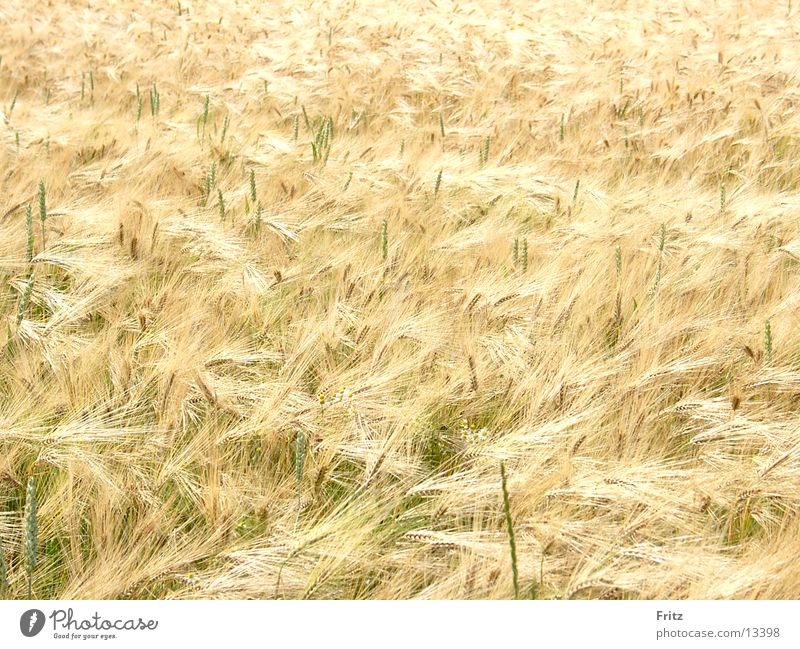 golden Summer Field Grain Gold