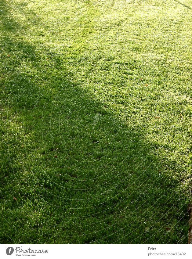 frantic Green Meadow Lawn