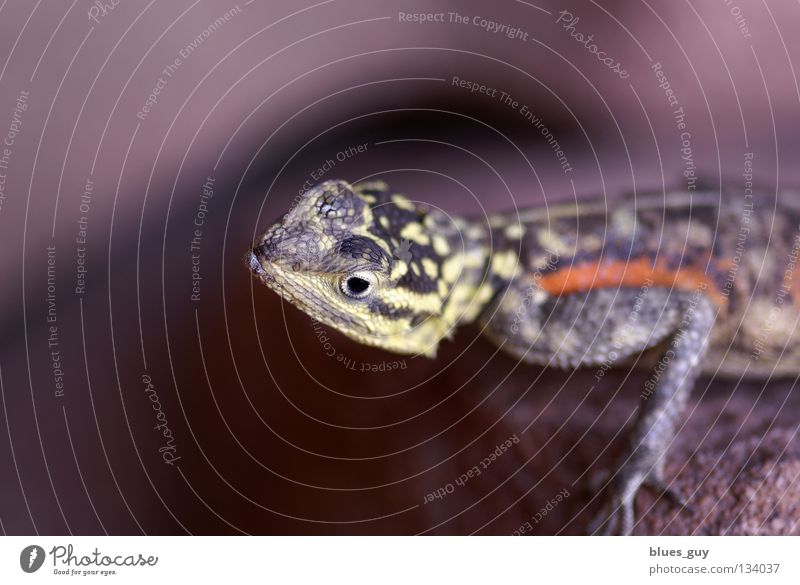 Small lizard very big - a Royalty Free Stock Photo from Photocase