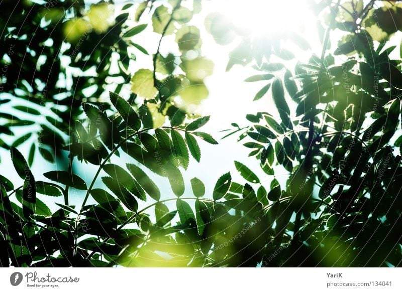 review Leaf Bushes Tree Green Yellow Greeny-yellow Summer Spring Sun Light Reflection Sunbeam Glow Transparent Lighting Illuminate Back-light Physics