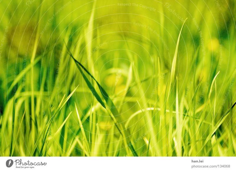 Brilliant Green Style Summer Nature Plant Earth Spring Grass Meadow Field Hang Growth Blade of grass Muddled Damp Stalk Depth of field Floor covering