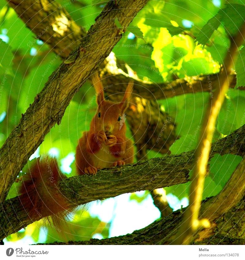 spring squirrel Environment Nature Plant Animal Spring Tree Leaf Wild animal Squirrel 1 To hold on To feed Crouch Looking Sit Natural Curiosity Cute Green