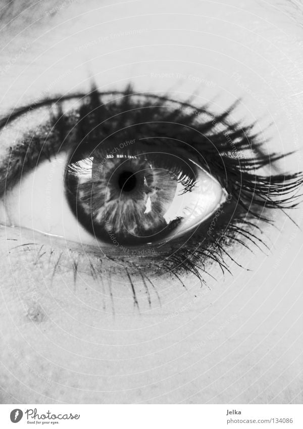 eyes open. Face Make-up Mascara Human being Woman Adults Eyes Gray Eyelash Wearing makeup black white B/W faces lashes Black & white photo