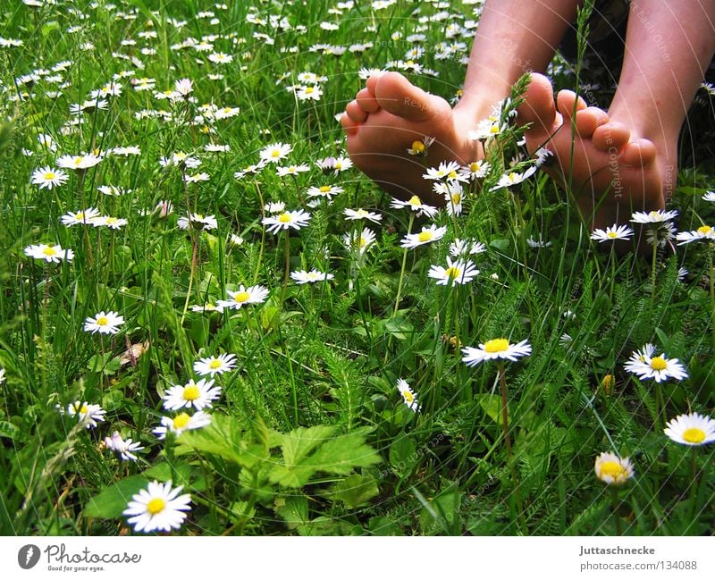 And it was summer Toes Calf Tibia Barefoot Healthy Daisy Meadow Flower meadow Grass Children's foot Good morning Happiness Summer Spring Blossom Green White