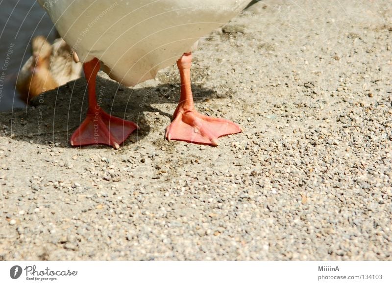 duck Animal Goose Pebble Detail duckfoot enfent feet sandy soil Feet