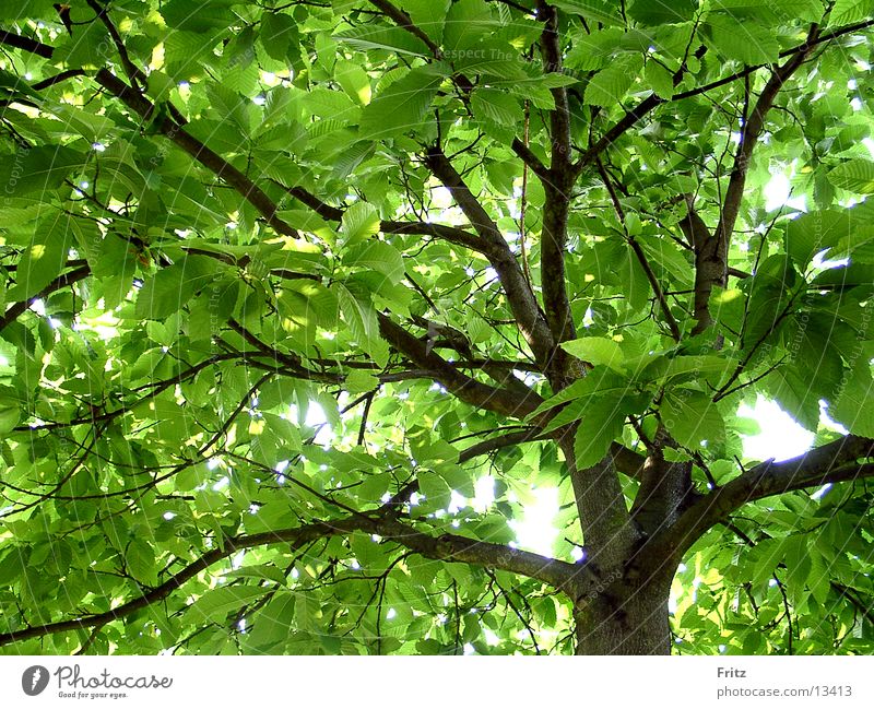 chestnut Green Summer Tree Chestnut tree