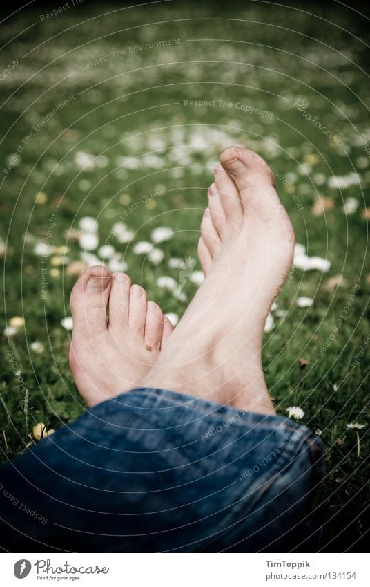 black-footed meadow Feet Meadow Lawn Grass Flower Daisy Jeans Denim Legs Relaxation Park Sleep Summer Spring Dirty Siesta Joy