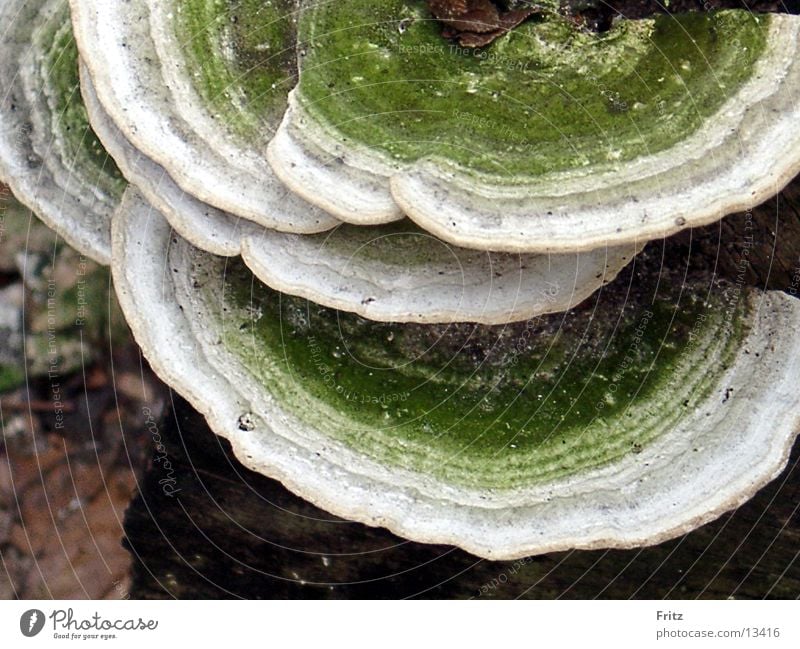 tree mushroom Tree Mushroom Putrefy