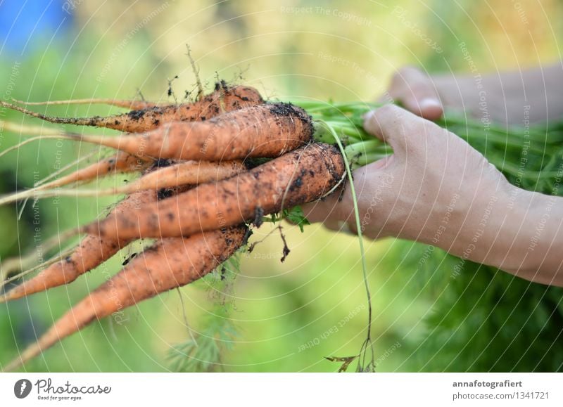 Carrots fresh from the earth Environment Agricultural crop Field Eating Friendliness Delicious Green Orange Harvest Fresh Nature Garden Earth Vegetable