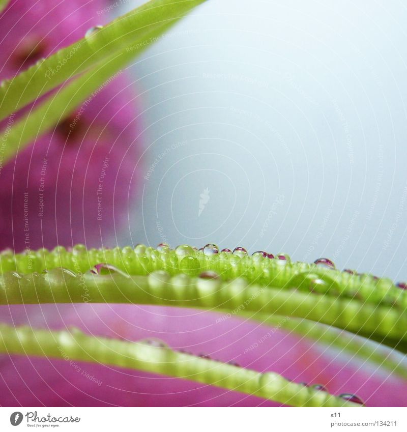 LillyDrops Elegant Beautiful Life Nature Plant Water Drops of water Rain Flower Blossom Fresh Wet Green Violet Pink Lily Pea green Bright green Schnnittblume