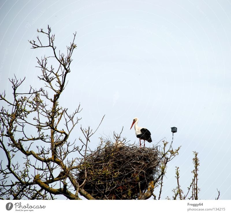 Back home House (Residential Structure) Roof Tree Nest Stork Bird Bird's eggs Parental care Feed Foraging Feather Black White Clouds Monitoring Beak Spring Sky
