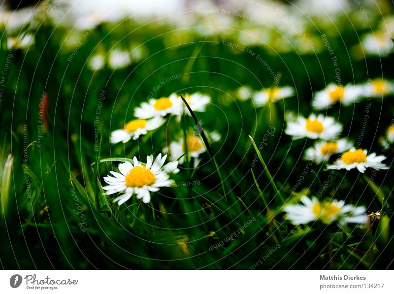 meadow Meadow Grass Flower Blossom Yellow Wreath Daisy Summer Spring Refreshment Happiness Dark Plant Biology Rest Beautiful Blur Grief Transience Lawn Nature