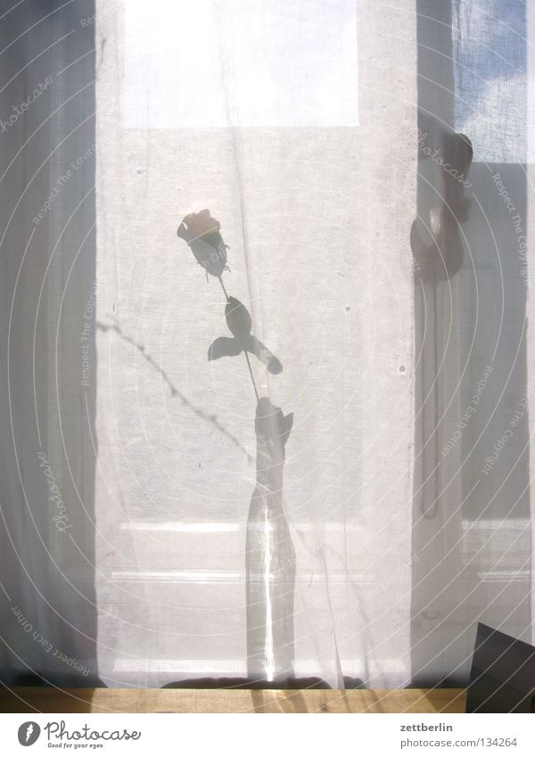 Rose for you Vase Flower Flower vase Window Curtain Summer Romance Relationship Decoration