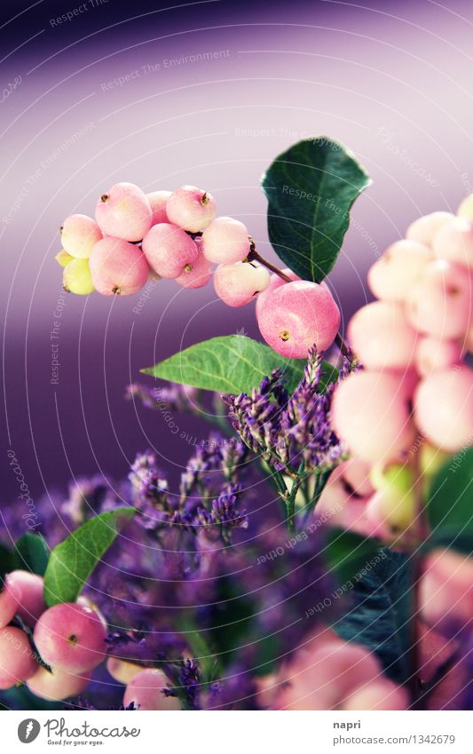 FUNKY Snow Berries Plant Bushes Leaf Blossom Wild plant snow Kitsch Retro Green Violet Pink Colour Creativity Art Nature Autumn Autumnal Funky variegated Crazy