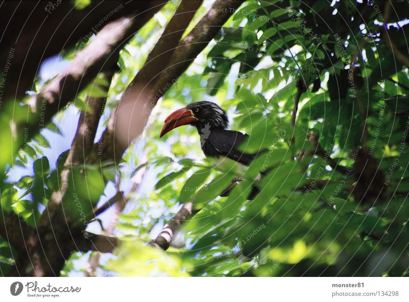 rare visitor Virgin forest Impressive Lacking Light Green Bird hornbill Hide Seldom Colour Shadow