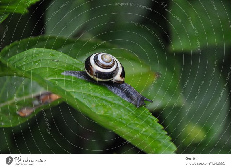 Snail with snail shell Animal 1 Esthetic Small Near Natural Cute Slimy Beautiful Town Brown Gray Green Black Love of animals Indifferent Voracious Adventure