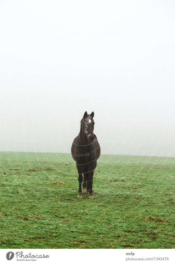 Horse in the fog on a meadow Animal Fog Meadow Farm animal Green Black Willow tree Ride look at Looking