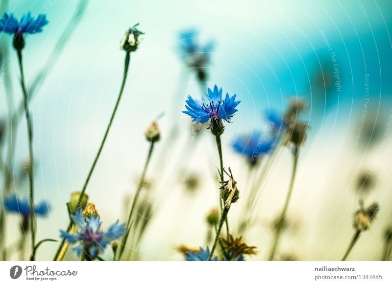 Field with cornflowers Summer Sun Environment Nature Landscape Plant Spring Flower Blossom Wild plant Blossoming Growth Natural Beautiful Blue Yellow Romance
