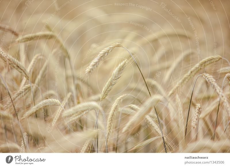 wheat field Grain Summer Agriculture Forestry Environment Nature Plant Autumn Agricultural crop Grain field Field Growth Natural Beautiful Yellow Peaceful