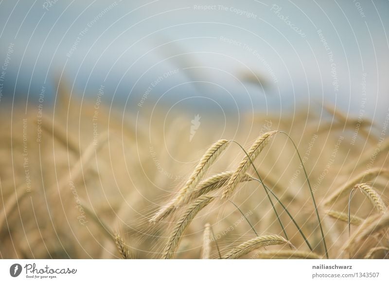 wheat field Grain Summer Agriculture Forestry Environment Nature Landscape Horizon Plant Agricultural crop Field Growth Healthy Infinity Natural Beautiful Blue